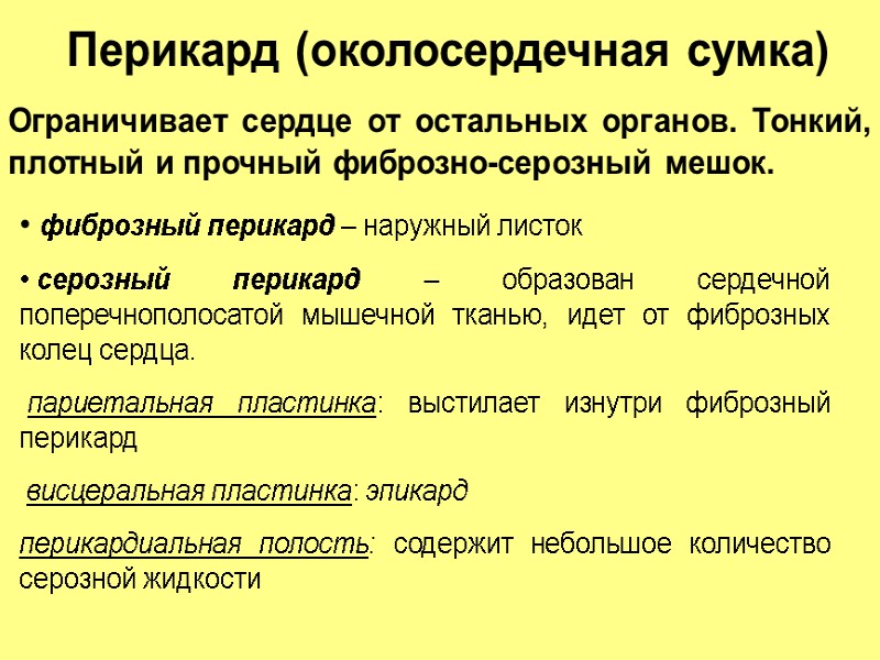 Перикард (околосердечная сумка) Ограничивает сердце от остальных органов. Тонкий, плотный и прочный фиброзно-серозный мешок.